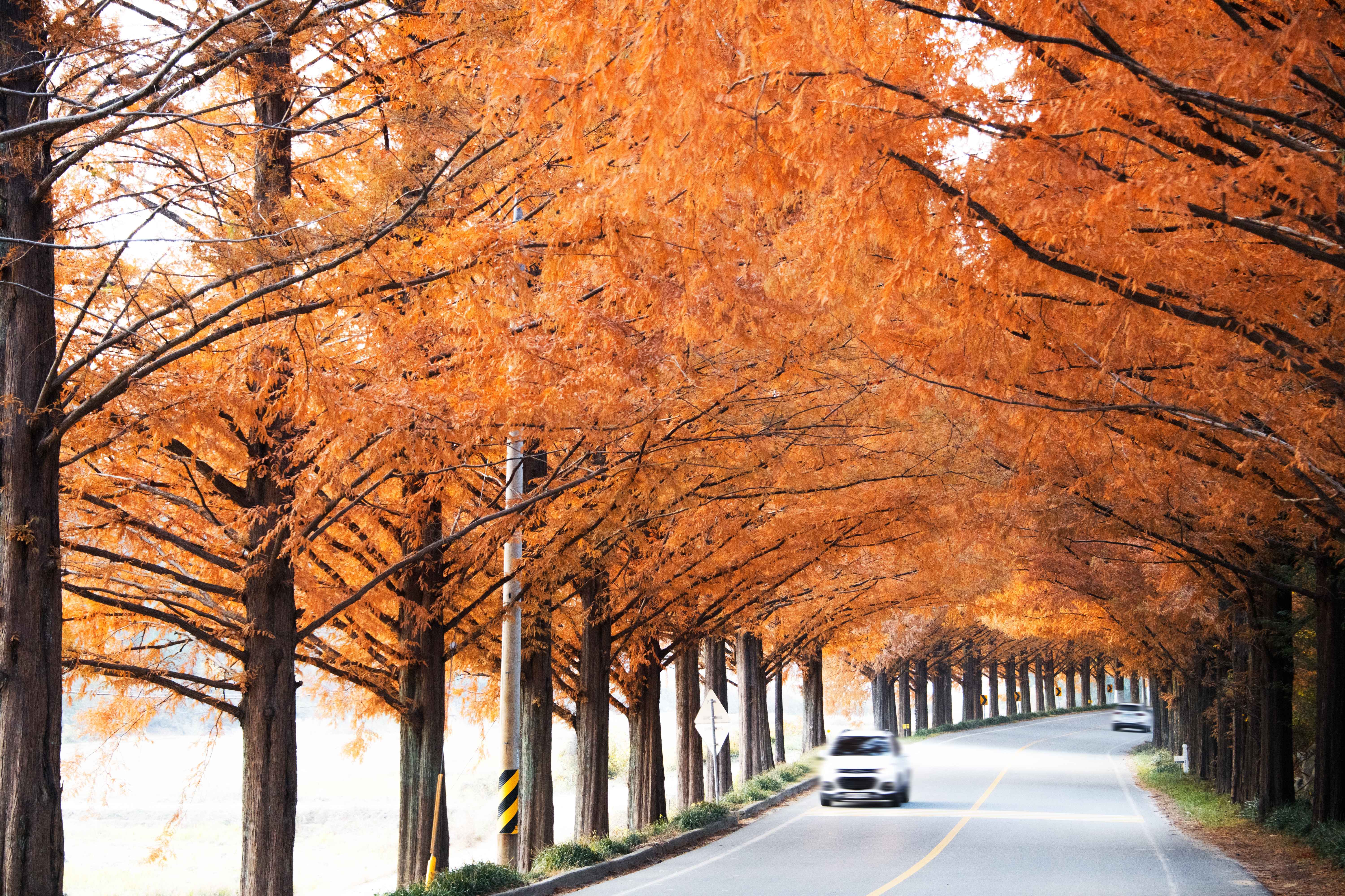 메타세콰이어길의 황금물결