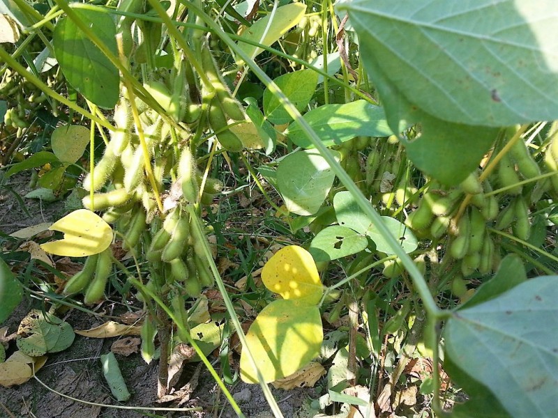 작두콩차 효능 및 부작용