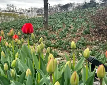 피나클랜드 튤립 수선화 축제_12