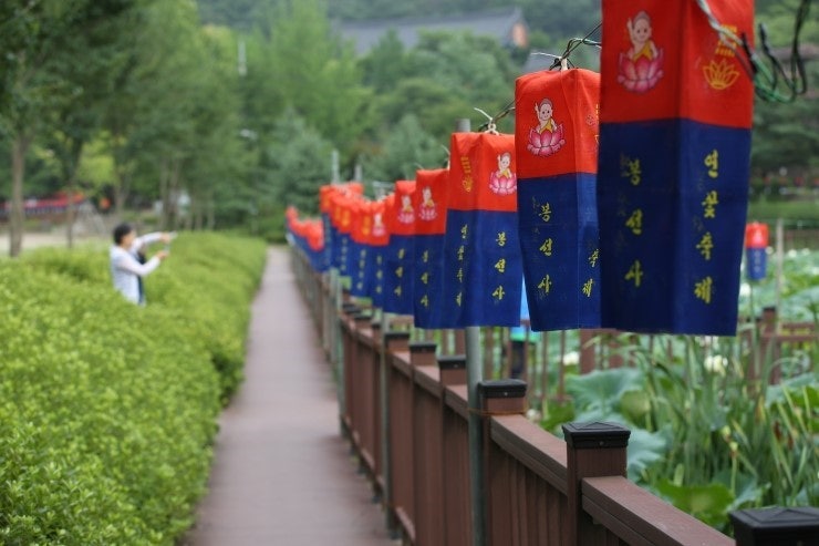 봉선사 연꽃축제