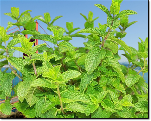 페퍼민트의 다양한 효능