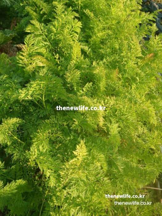 당근 효능 gi 혈당지수와 제철 시기