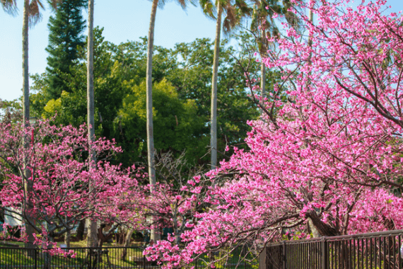 오키나와 1월 벚꽃