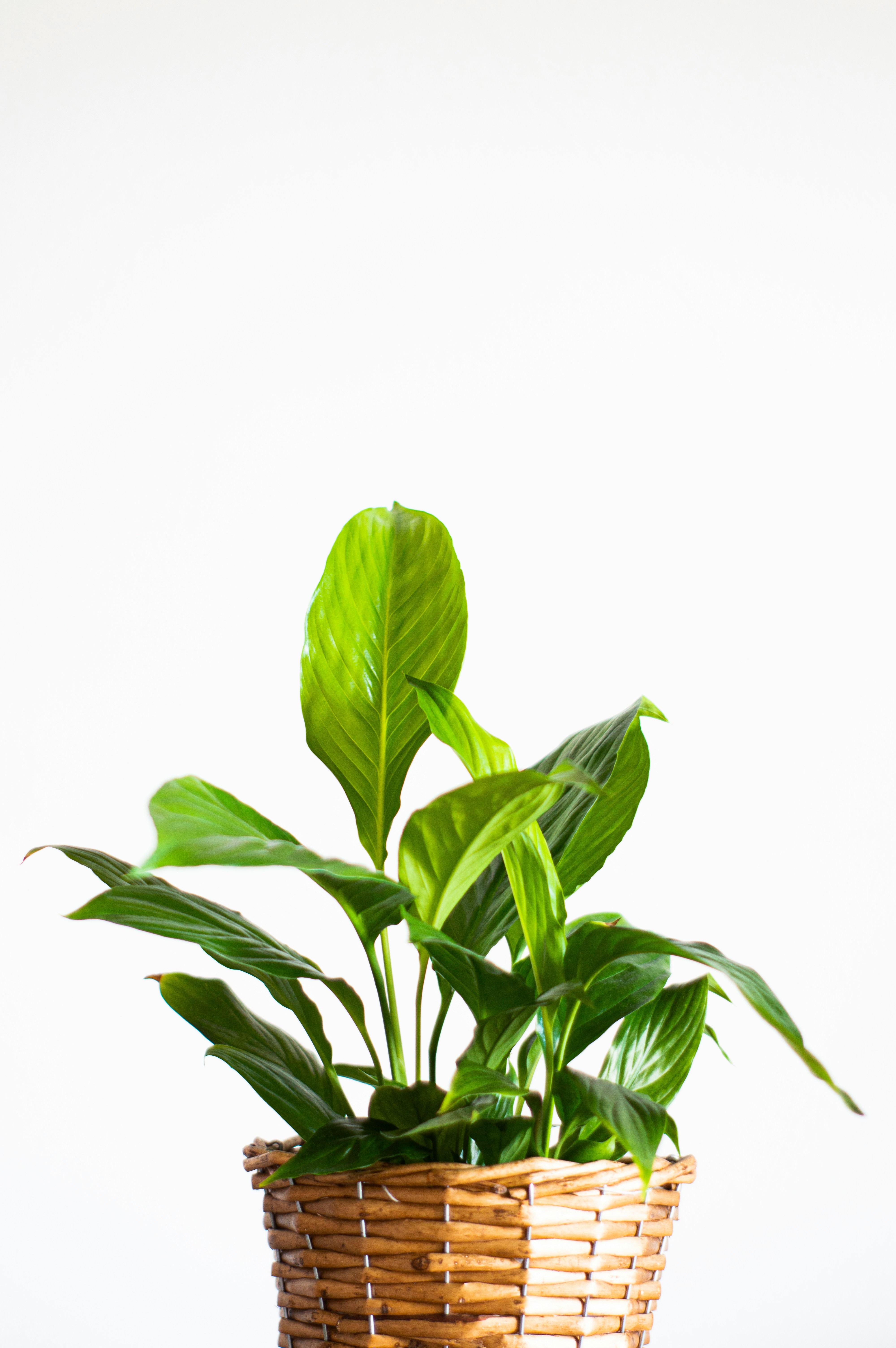 📌 2025년 소비쿠폰 사용처, 지역별로 완벽 정리