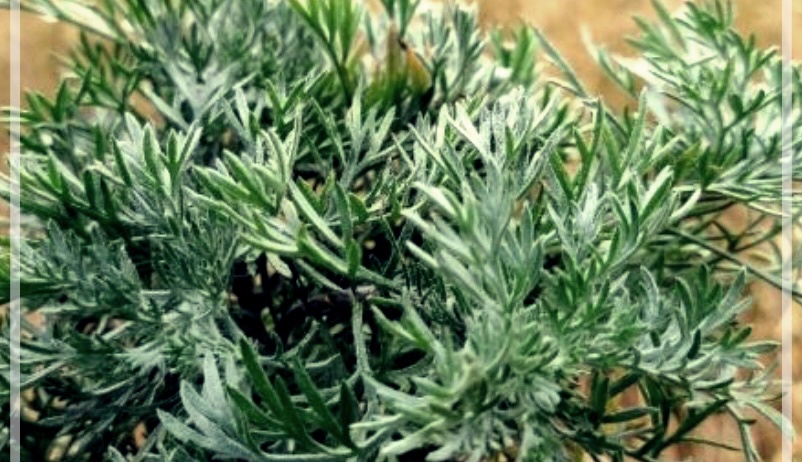 간 건강에 좋은 약초와 음식들