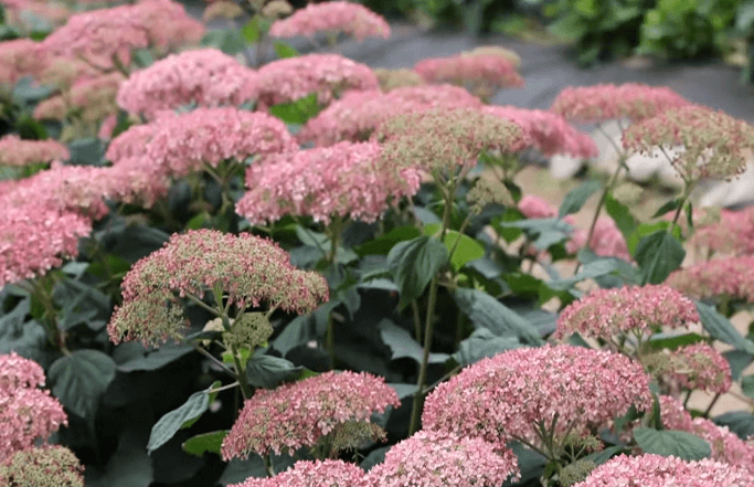 공주 수국 축제