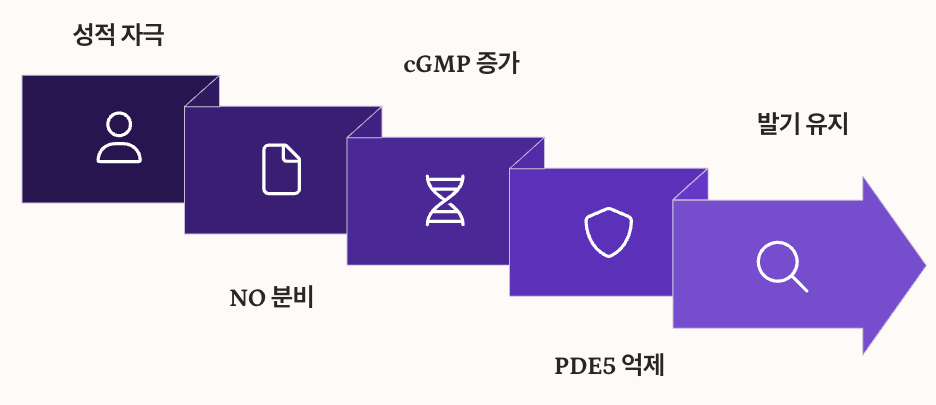 구구정 타다라필의 작용 원리 정리 인포그래픽 이미지