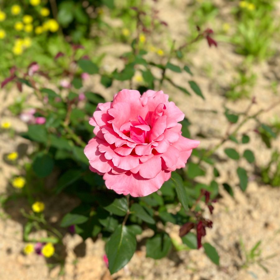 장미공원
