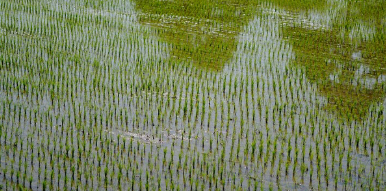 소만(小滿)의 뜻 자세한 설명