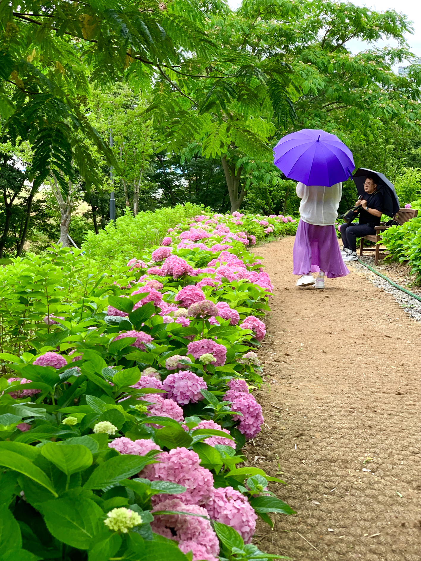 구미다온숲 수국핀 모습입니다.