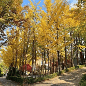 광양매화축제 주차장&amp;#44; 맛집&amp;#44; 입장료
