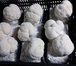 노루궁뎅이버섯