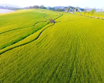 고창 청보리밭 축제_6