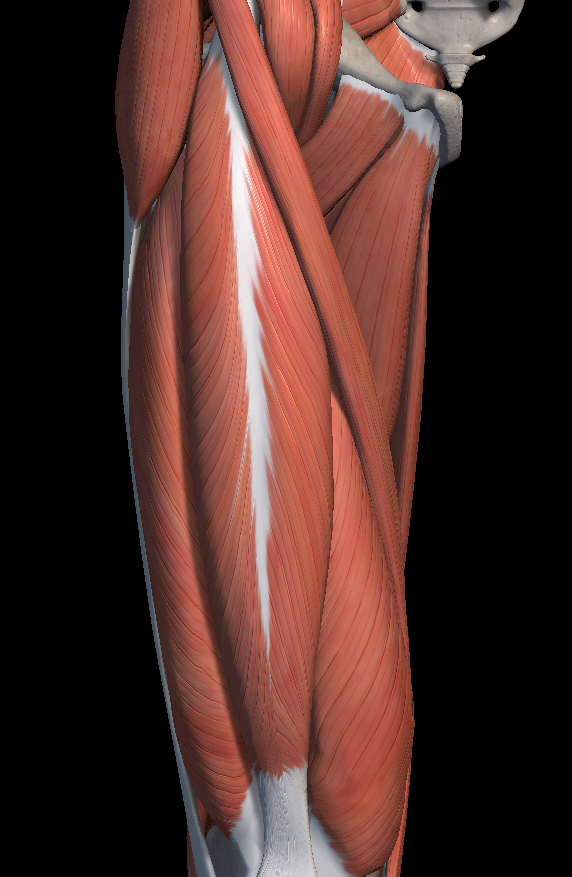 허벅지 근육 파열 증상 치료법 총정리