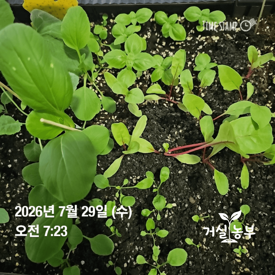 파종 25일 후 같은 화분에서 다르게 자란 바질 근대 루꼴라