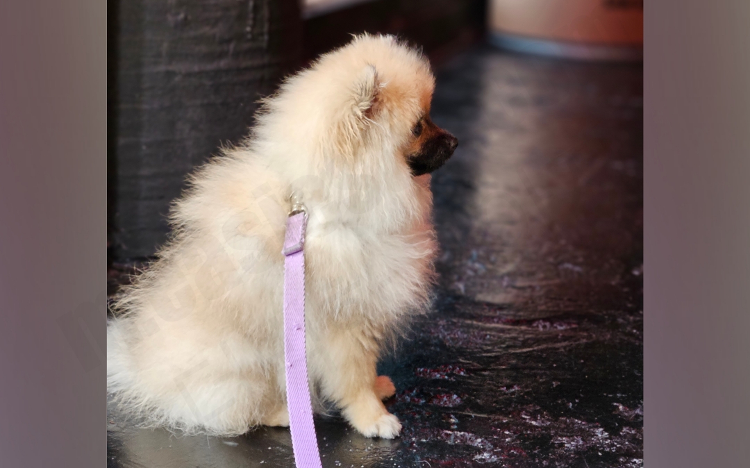 5개월 세이블 포메라니안 옆모습