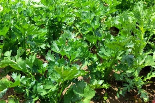 셀러리-효능-부작용