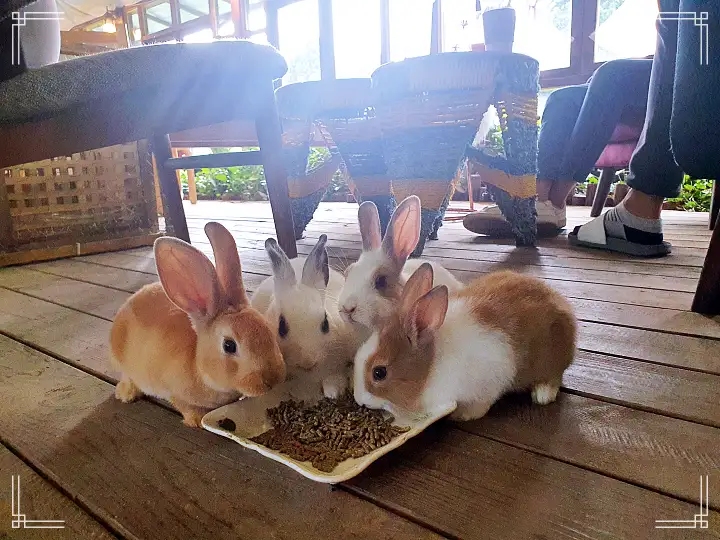 생방송오늘저녁 서울 근교 남양주 별내 토끼 고양이 강아지 뛰어노는 동물 체험 카페 맛집 추천