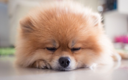 바닥에서 쉬는 포메라니안들.