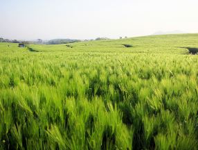고창 청보리밭 축제 일정 주차 코스 꿀팁