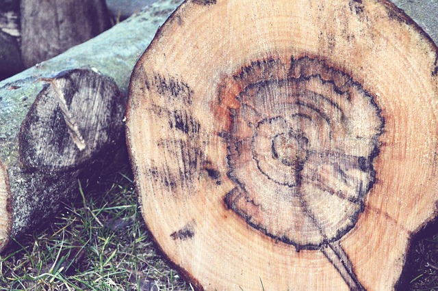 조경수 관리지식