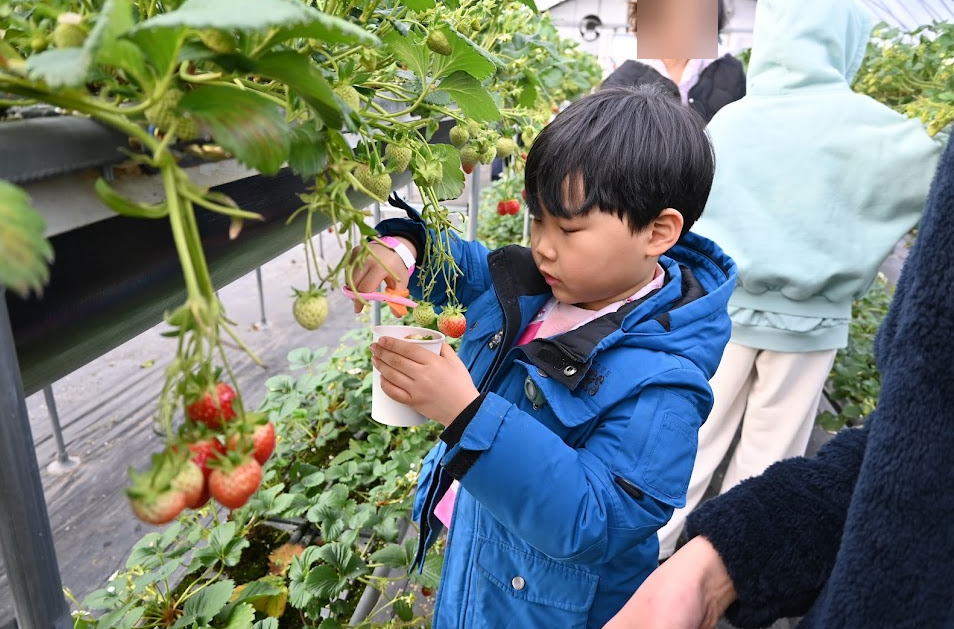 용인 포레스트벨 에서  딸기도 따고 동물 먹이도 주고 온 후기