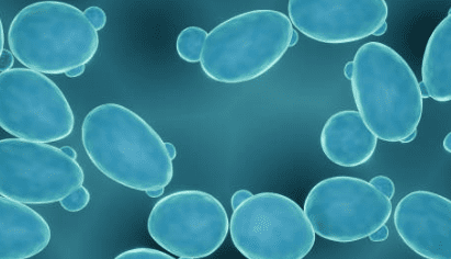 맥주효모의 효능 11가지, 부작용