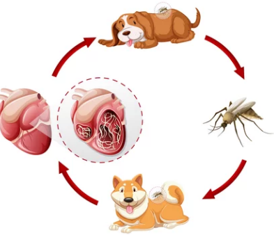 강아지 심장사상충/출처:어도비스톡