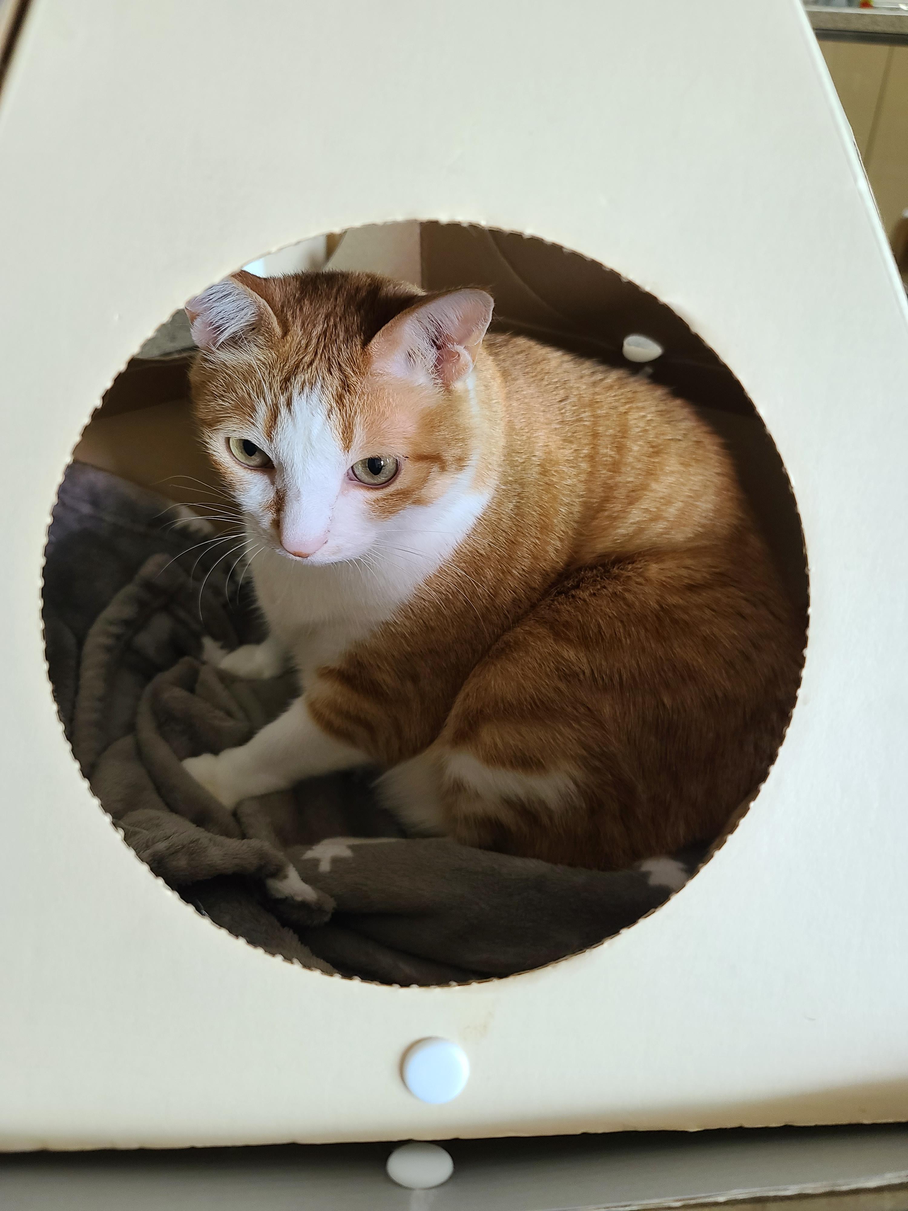 루프탑을 이용하고 싶었던 고양이 호야!(feat. 다다)