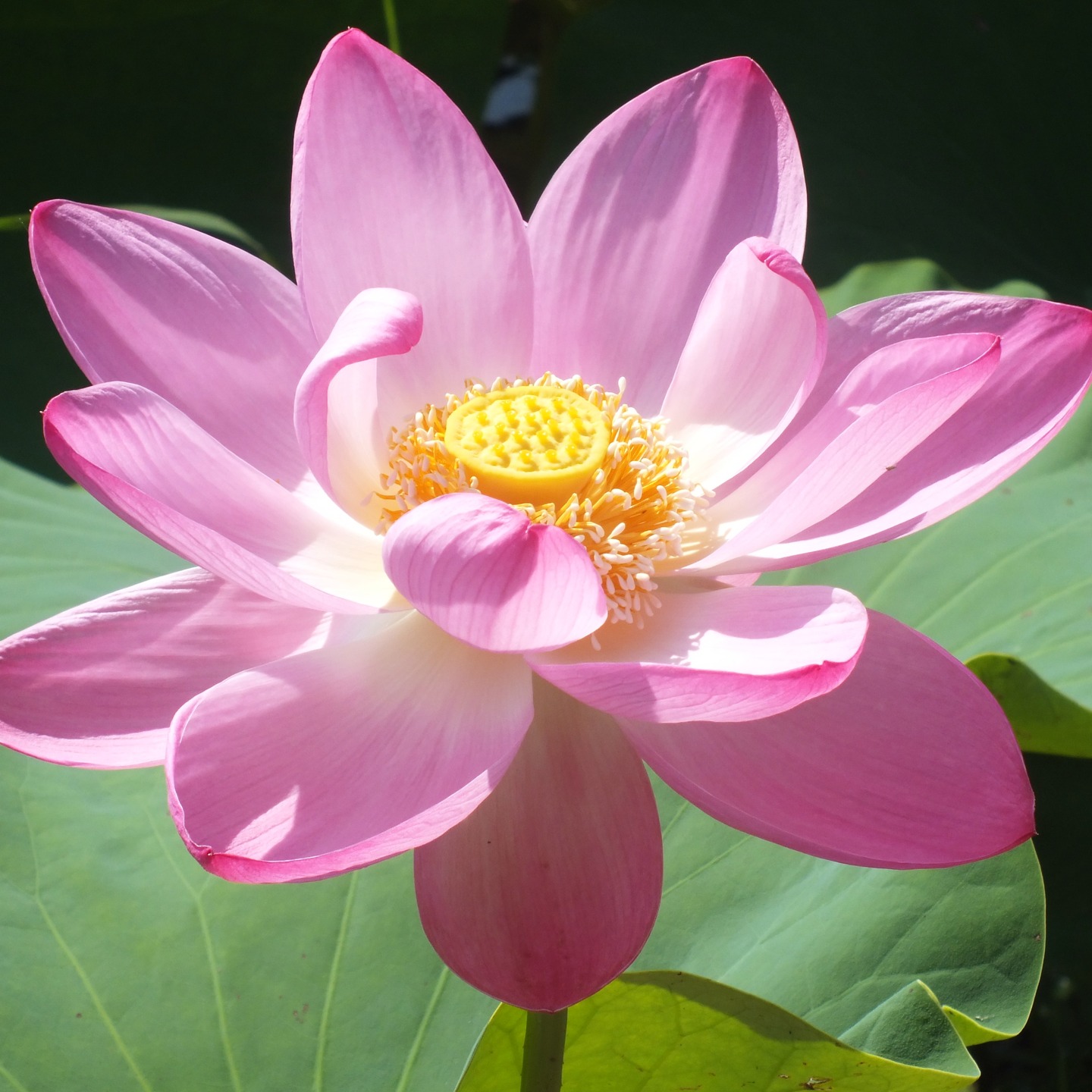 세미원 연꽃축제