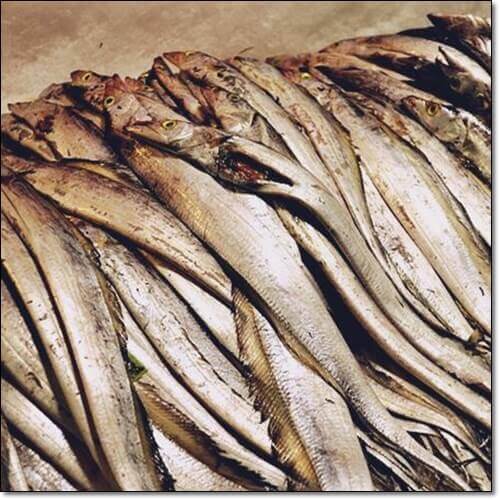 갈치 고르는 법