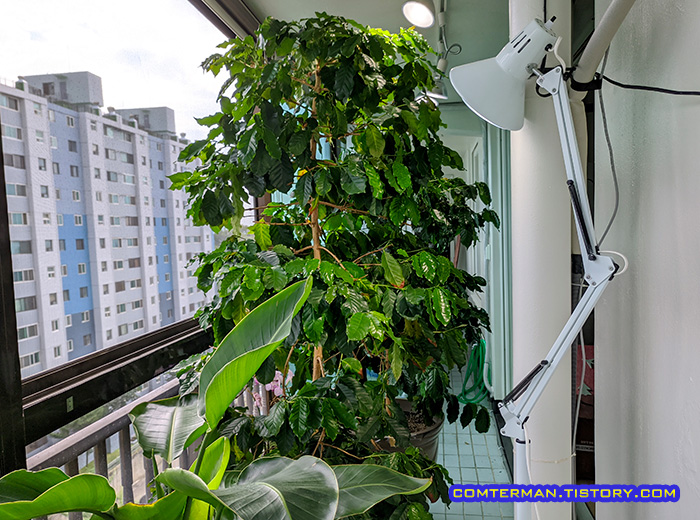 베란다 커피나무 식물 LED 조명