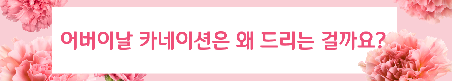 카네이션의미