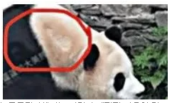 푸바오 학대논란에 따른 근황 및 투표 현황 총정리