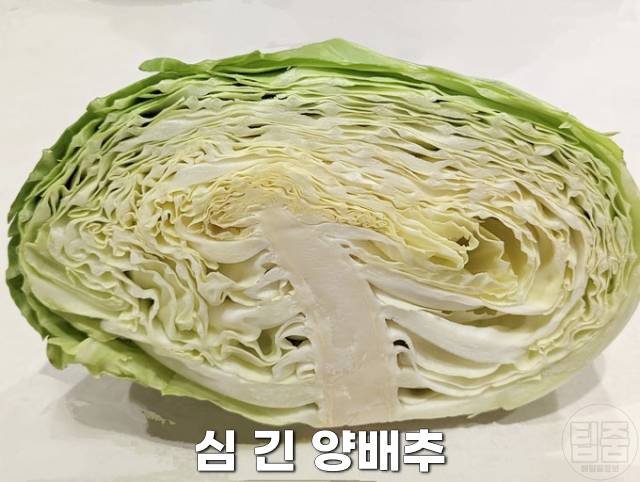 맛있는 양배추 고르는법 양배추 쓴맛