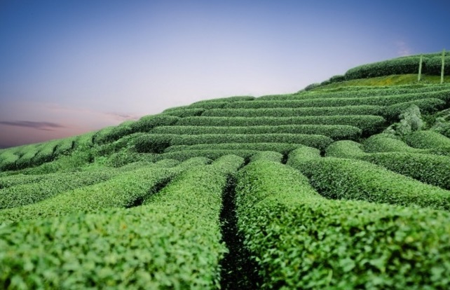 해지는 보성 녹차밭의 풍경