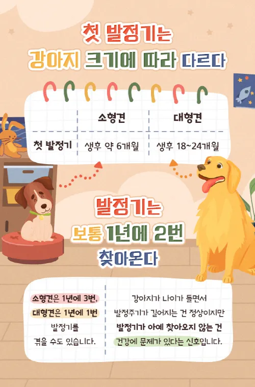 강아지 생리 기간 주의 사항_4