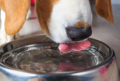 강아지가 물을 마시는 모습