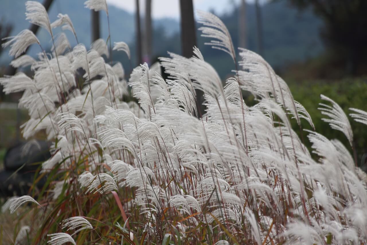 2024 하늘공원 억새축제 안내