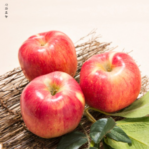 사과 효능│아침 사과 효능 알고 드세요!