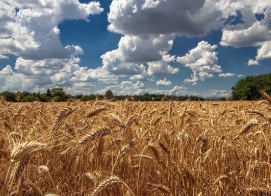 농가직불금 신청 자격 신청기간-6