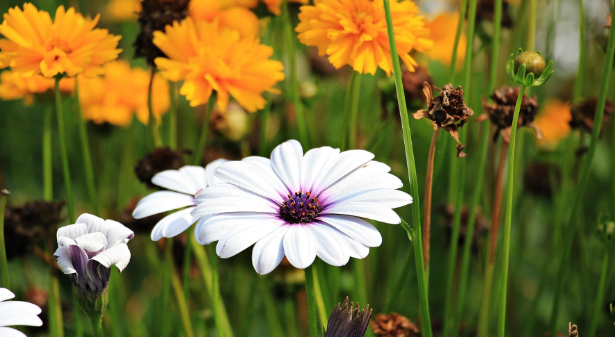 서울 올림픽공원 들꽃마루 유채꽃