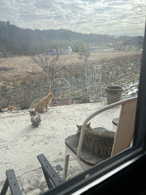 따뜻한봄길고양이