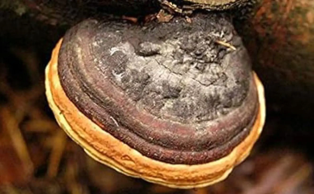 상황버섯의 신경 보호 효과