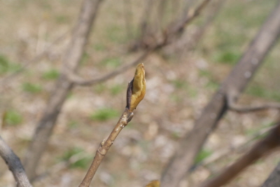 함박꽃나무 겨울눈1