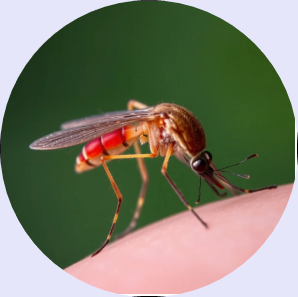 지카바이러스 백신,

지카바이러스 치료제,

지카바이러스 임신 영향,

지카바이러스 예방약,

지카바이러스 진단 키트,

지카바이러스 모기 퇴치제,

지카바이러스 자연치료,

지카바이러스 감염 경로,

지카바이러스 예방 수칙,

지카바이러스 국내 발생 현황,