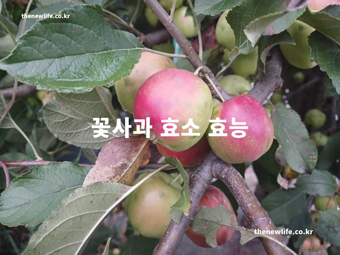 꽃사과 효소 효능 대표 실사진