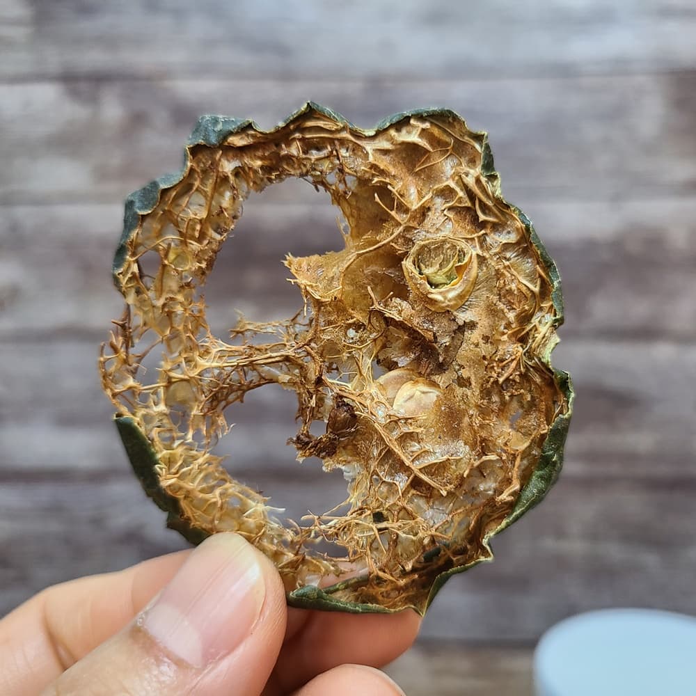 비염 예방법과 환절기에 좋은 음식 도라지수세미청 목엔수지 