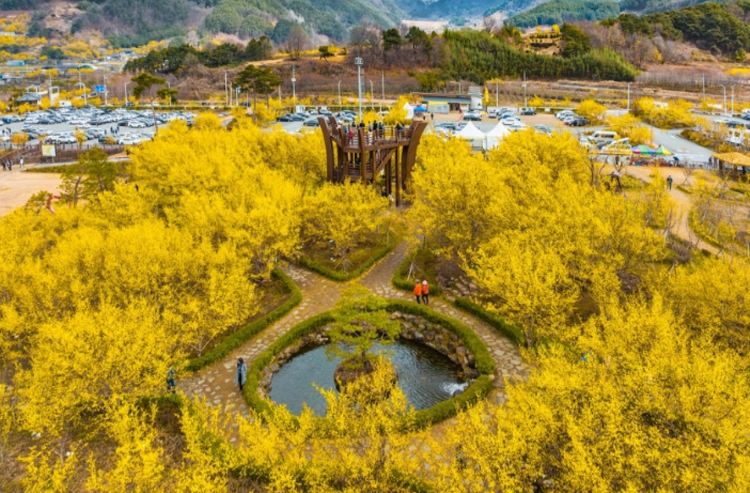 구례 산수유축제