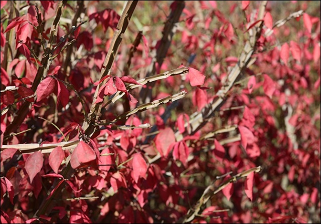 화살나무 효능과 활용법, 알아보고 건강 지키세요